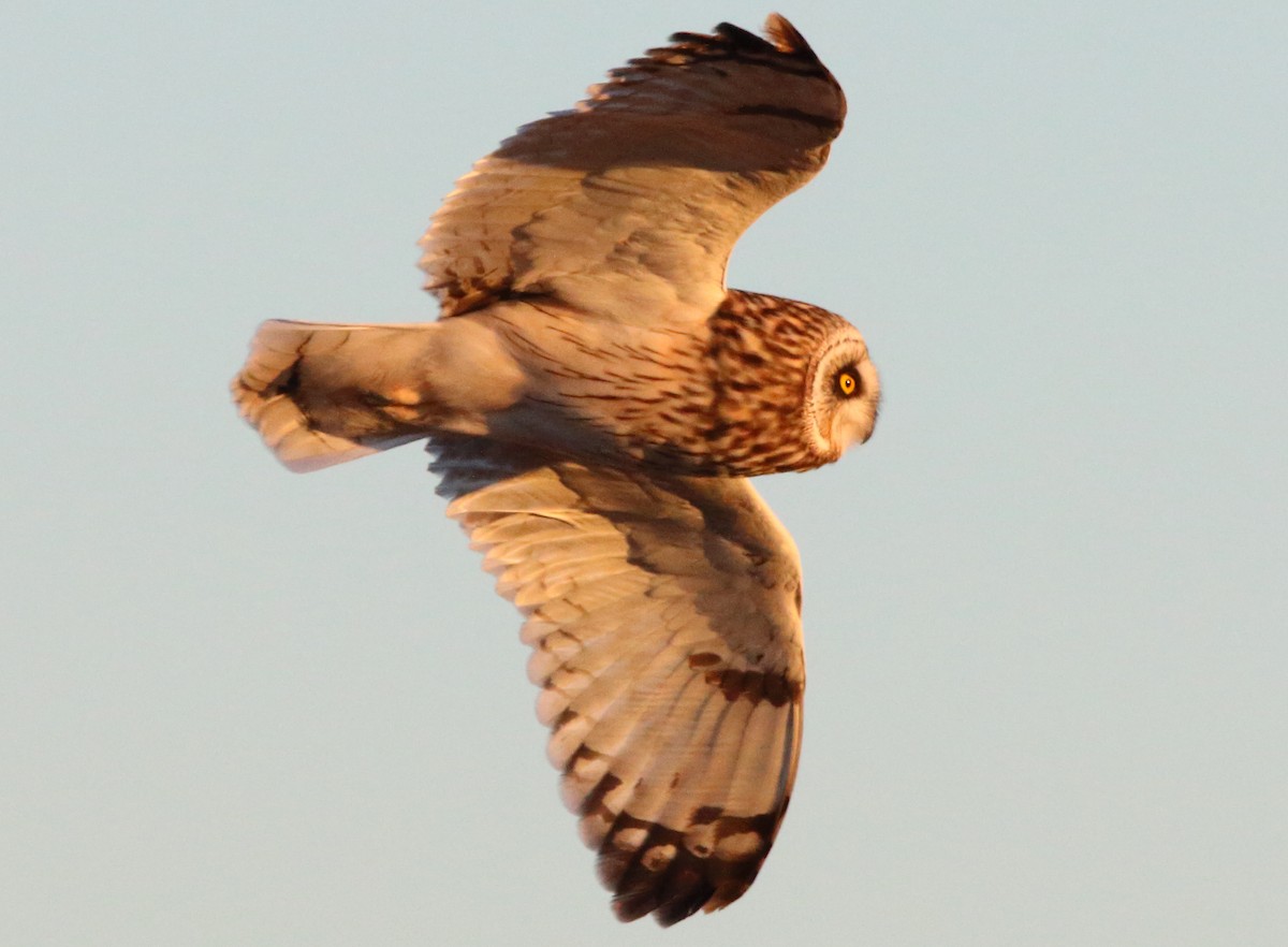 Short-eared Owl - ML646590985