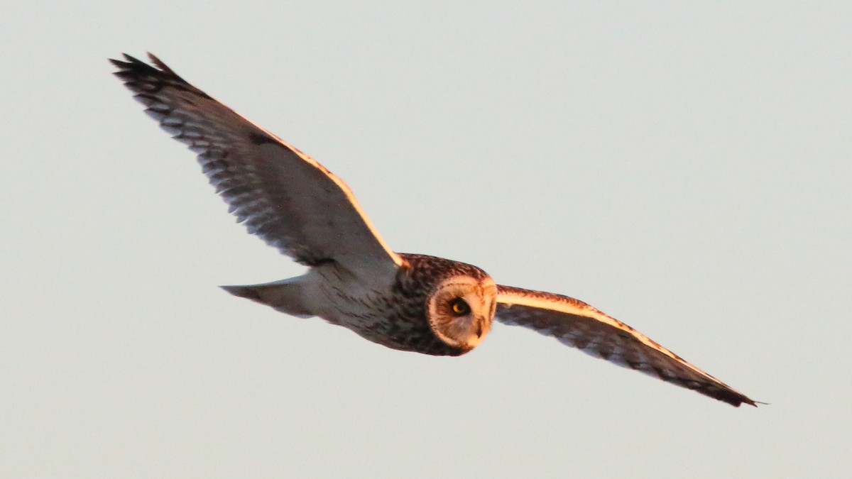 Short-eared Owl - ML646590986