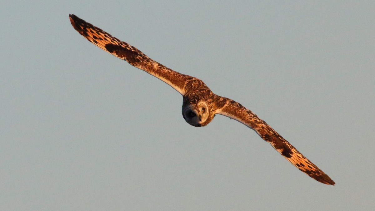 Short-eared Owl - ML646590987