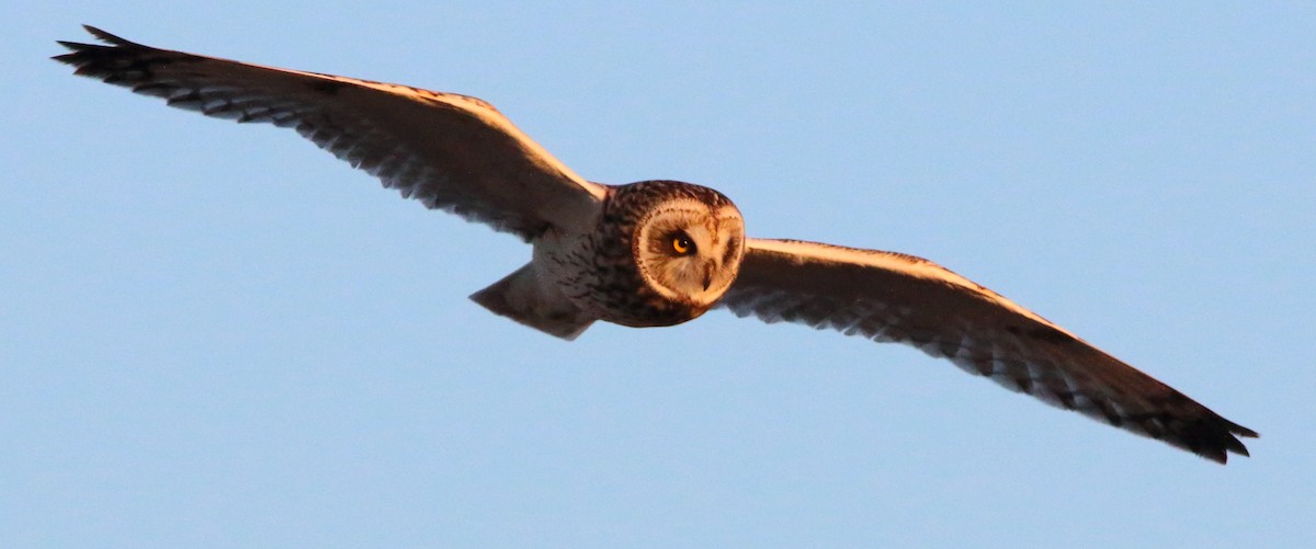 Short-eared Owl - ML646590988