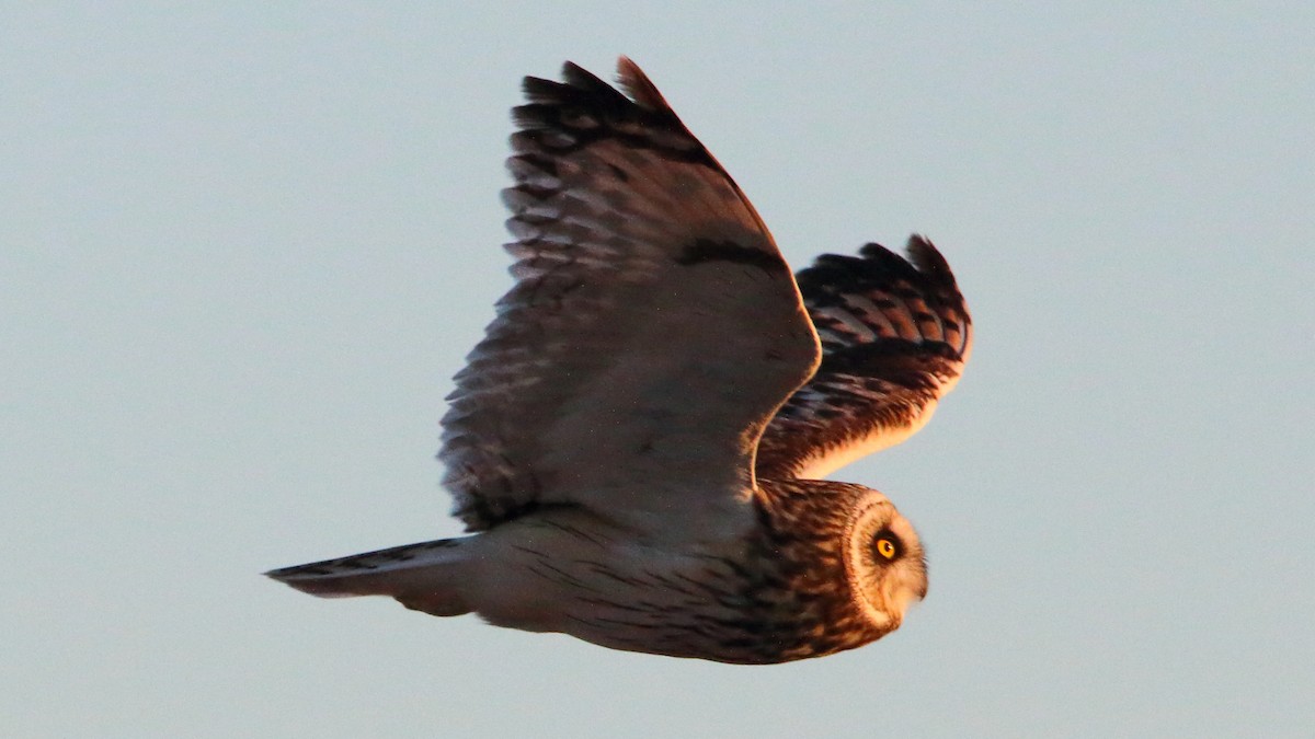 Short-eared Owl - ML646590989