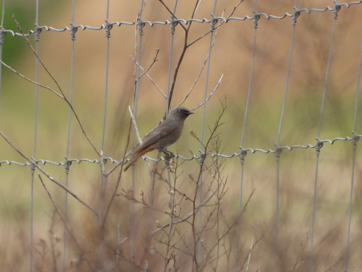 Black Redstart - ML646590991