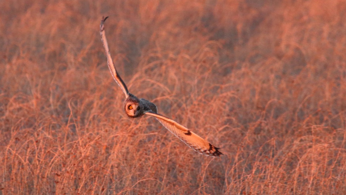Short-eared Owl - ML646590992