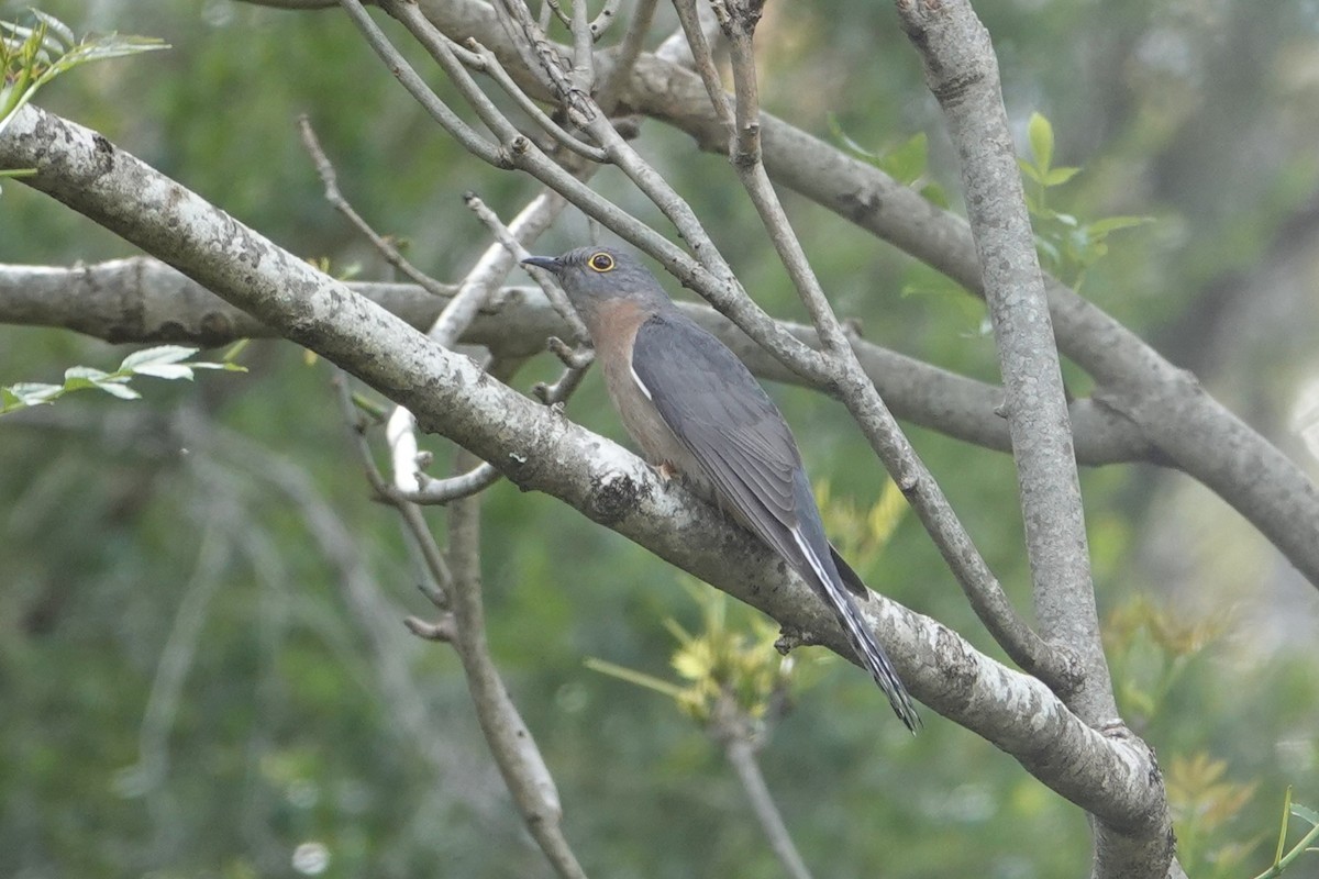 Fan-tailed Cuckoo - ML646590999