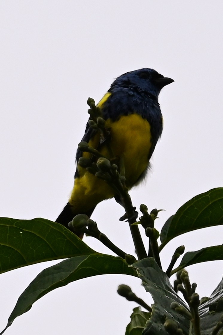 Calliste diable-enrhumé - ML646591000