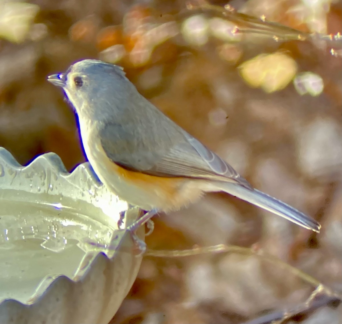 gråduskmeis - ML646591003