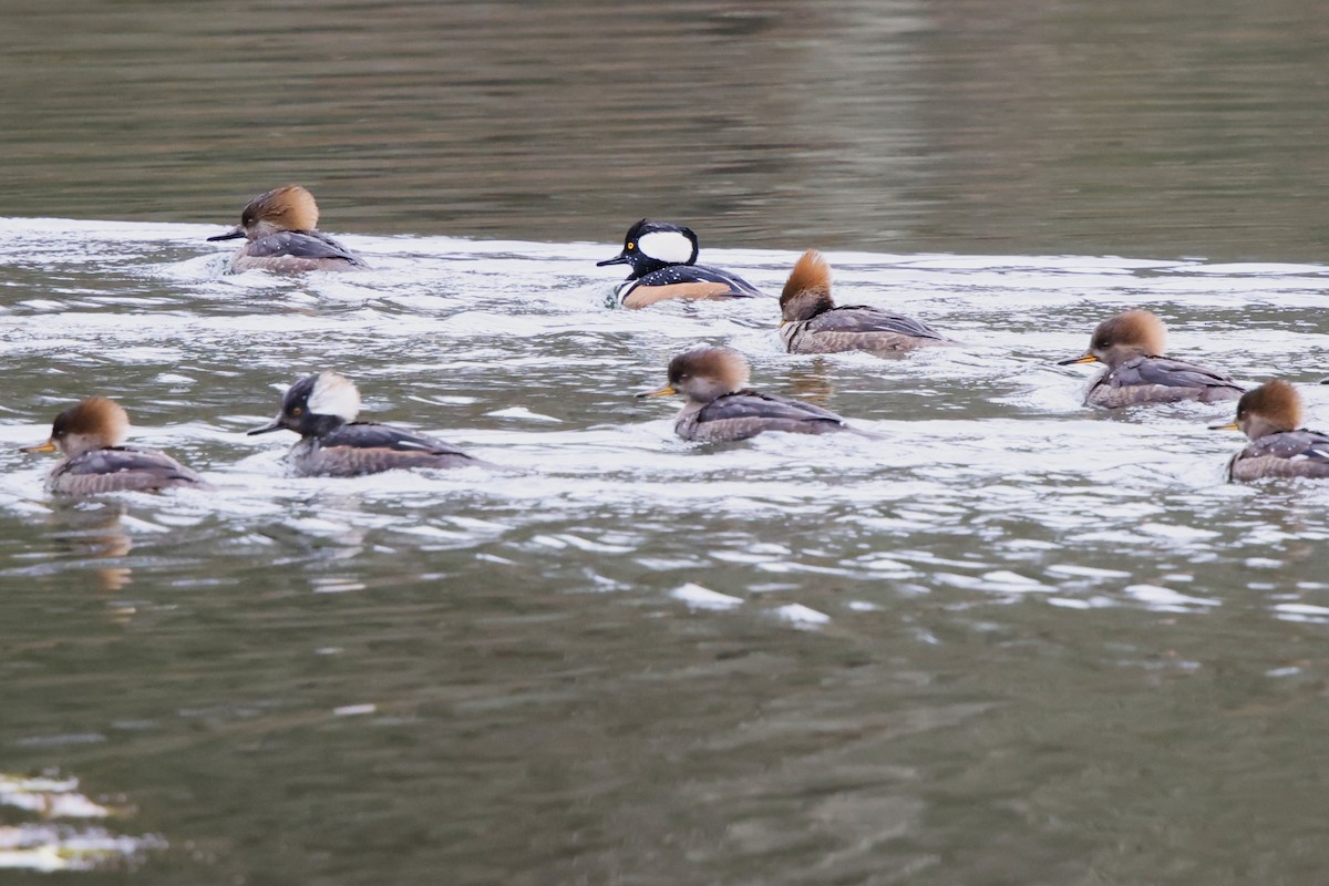 Hooded Merganser - ML646591004