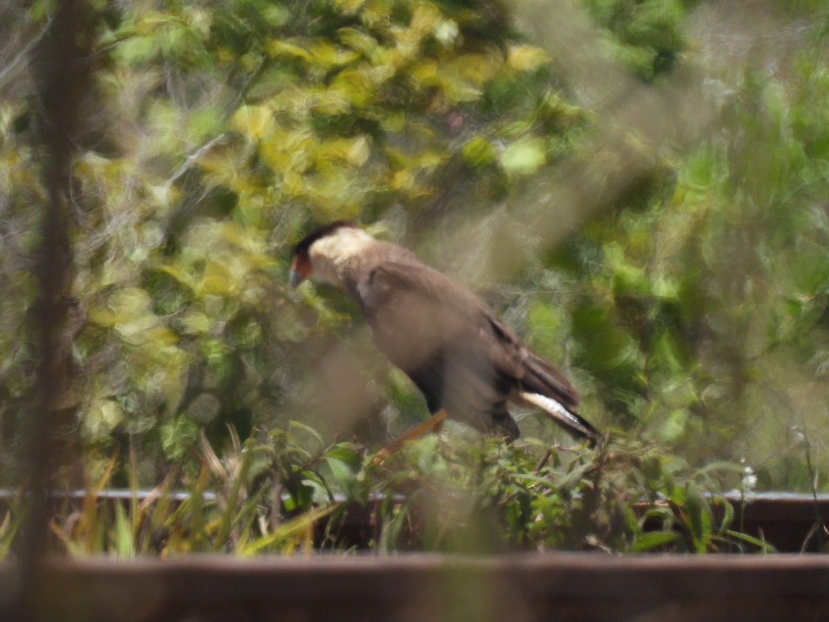 Crested Caracara - ML646591005