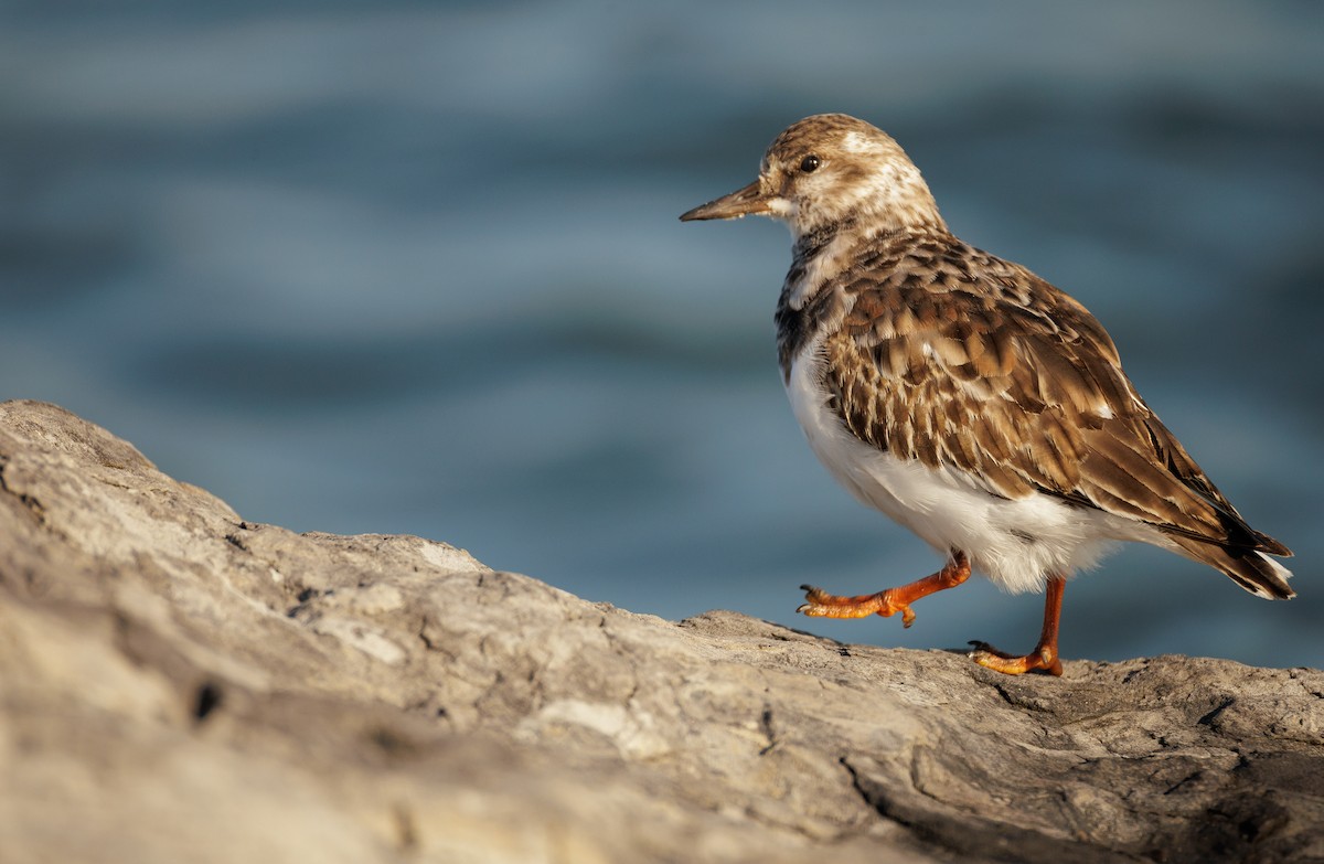 Алаг хайргач - ML646591007