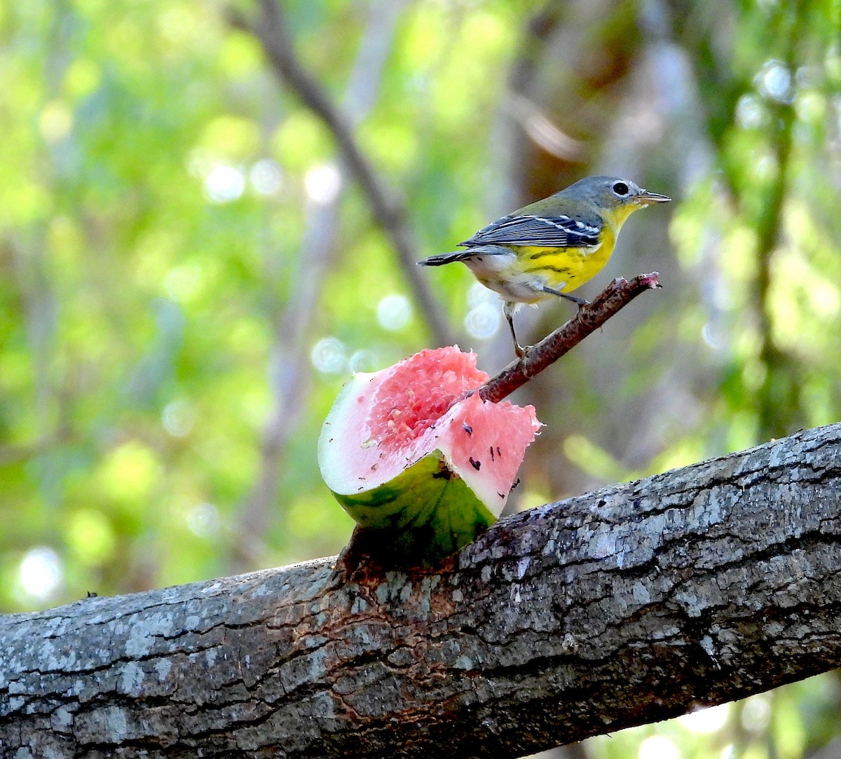 Magnolia Warbler - ML646591010