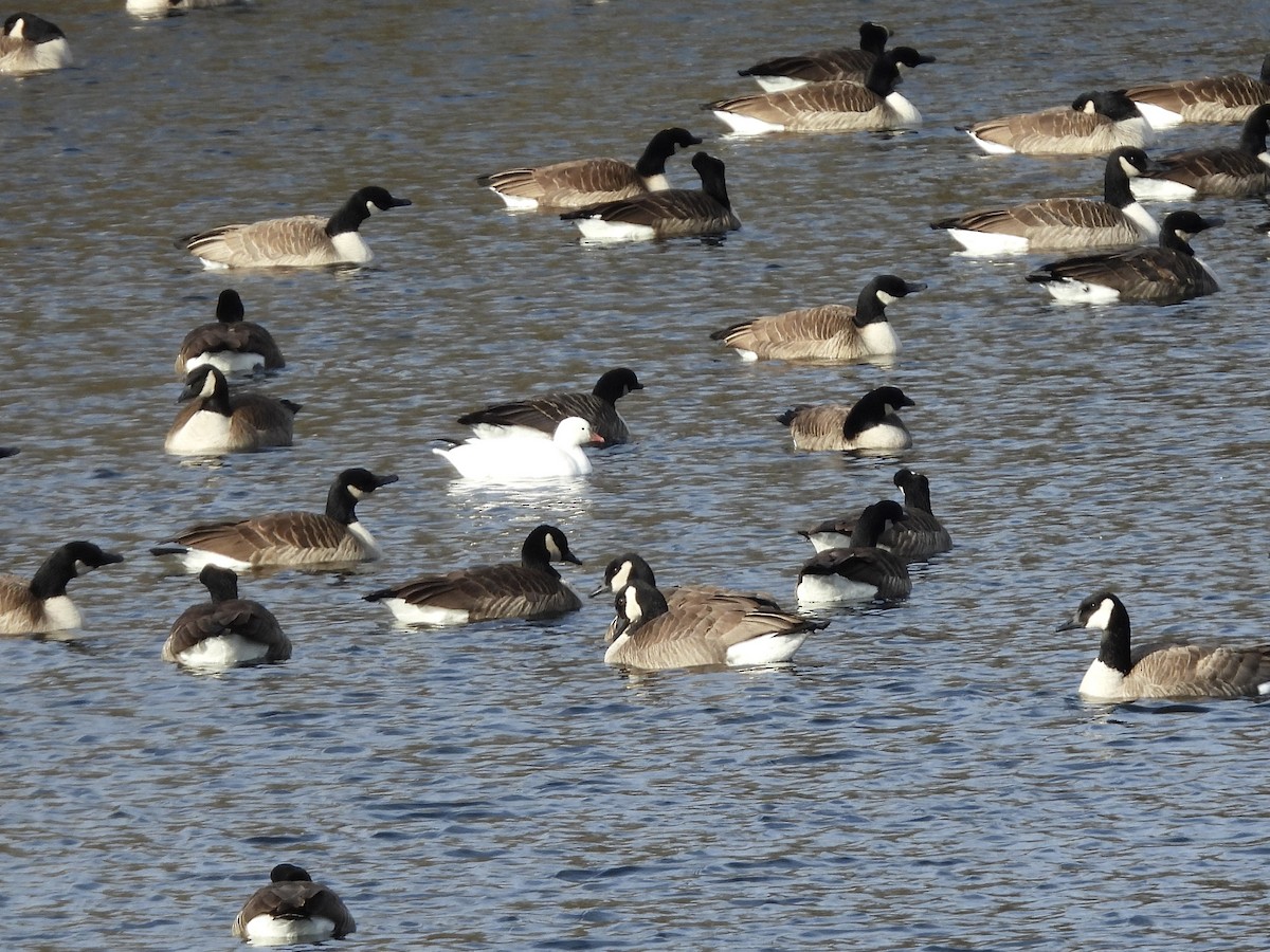אווז קנדי - ML646591011