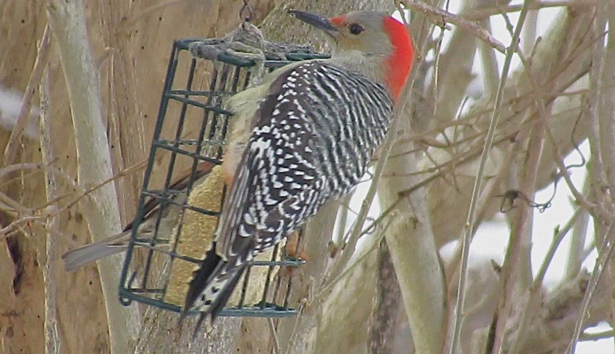 Red-bellied Woodpecker - ML646591012