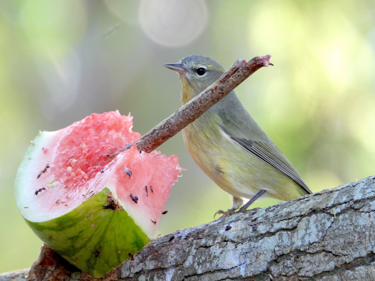 Orange-crowned Warbler - ML646591016