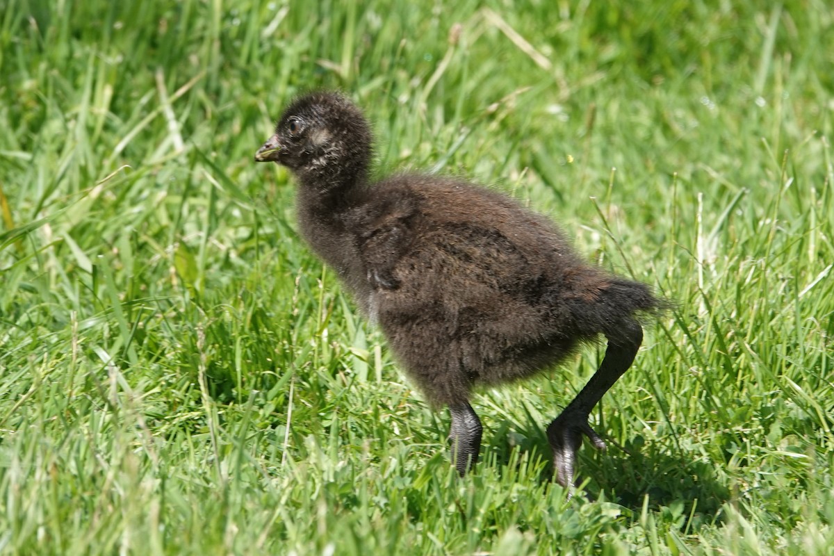 Tasmanian Nativehen - ML646591017