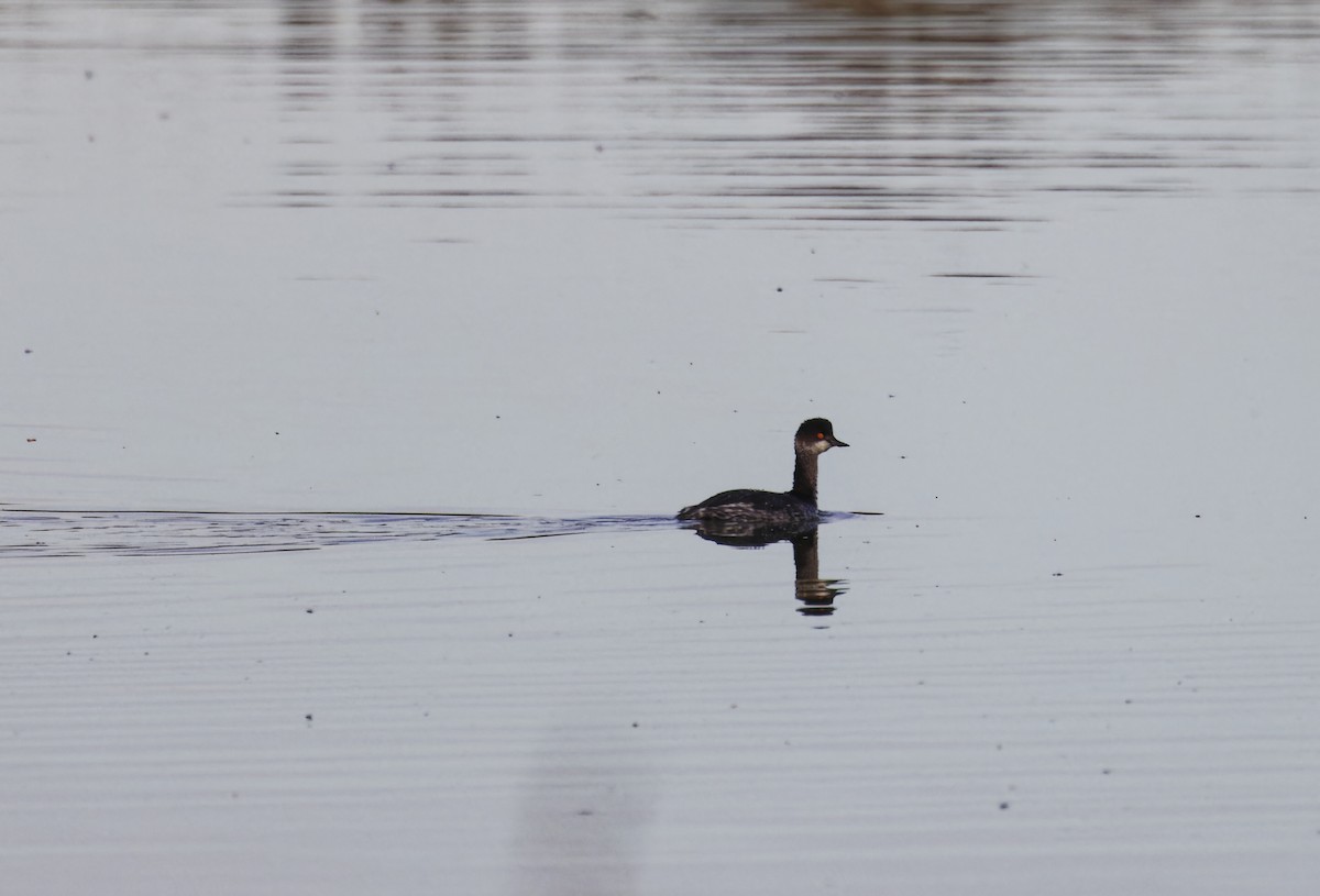 Grèbe à cou noir - ML646591034