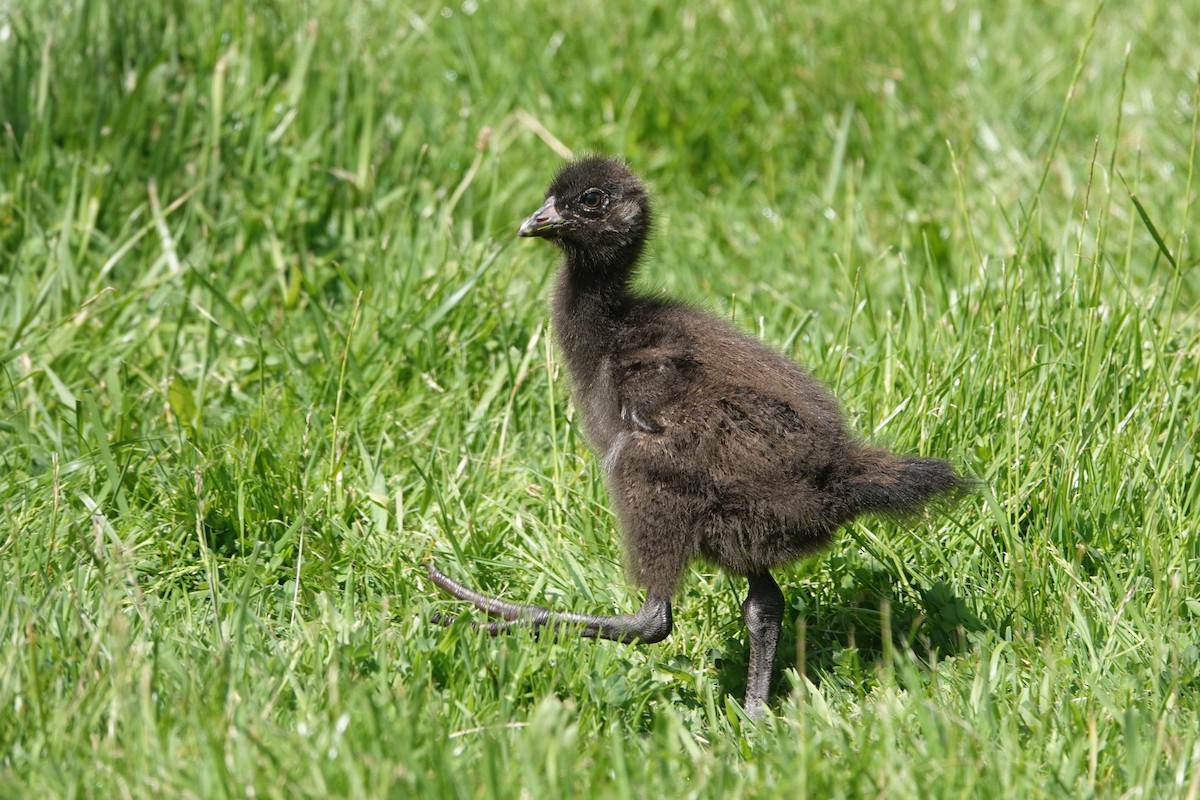 Tasmanian Nativehen - ML646591038