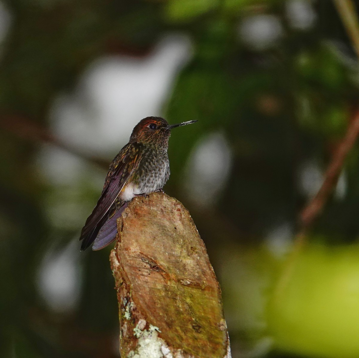 Greenish Puffleg - ML646591039