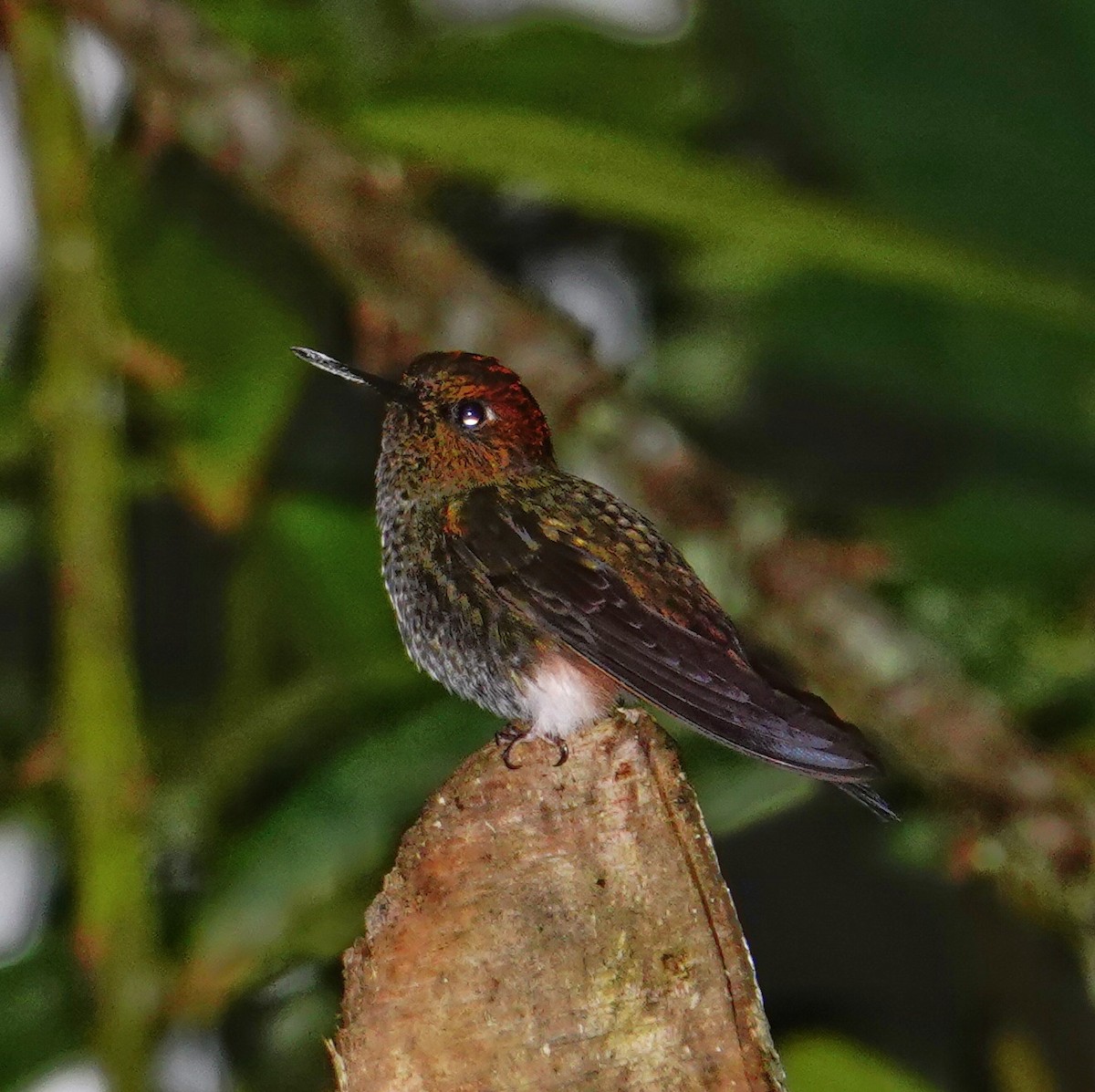 Greenish Puffleg - ML646591040