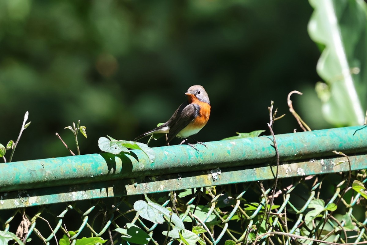 Kashmir Flycatcher - ML646591041
