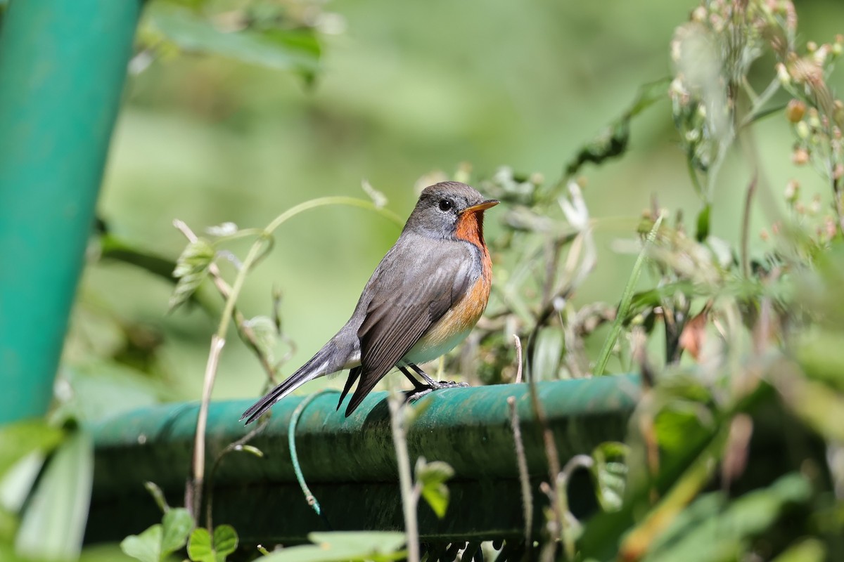Kashmir Flycatcher - ML646591042