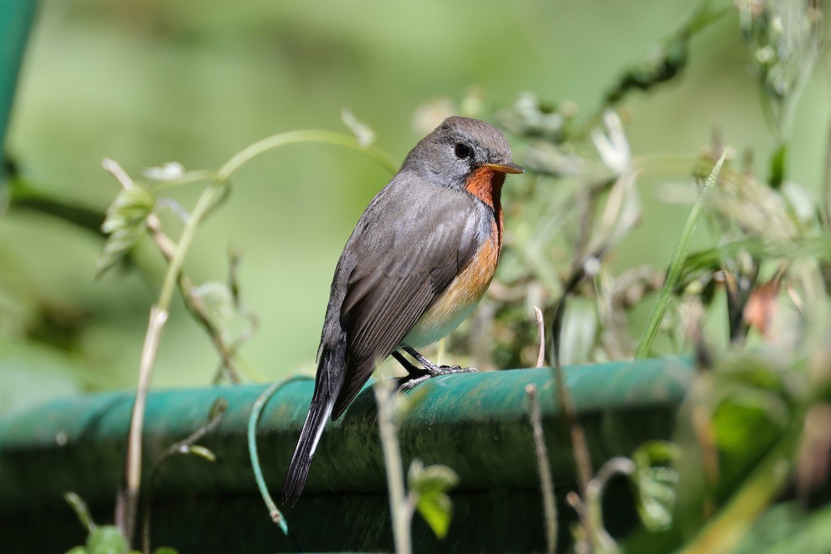 Kashmir Flycatcher - ML646591043