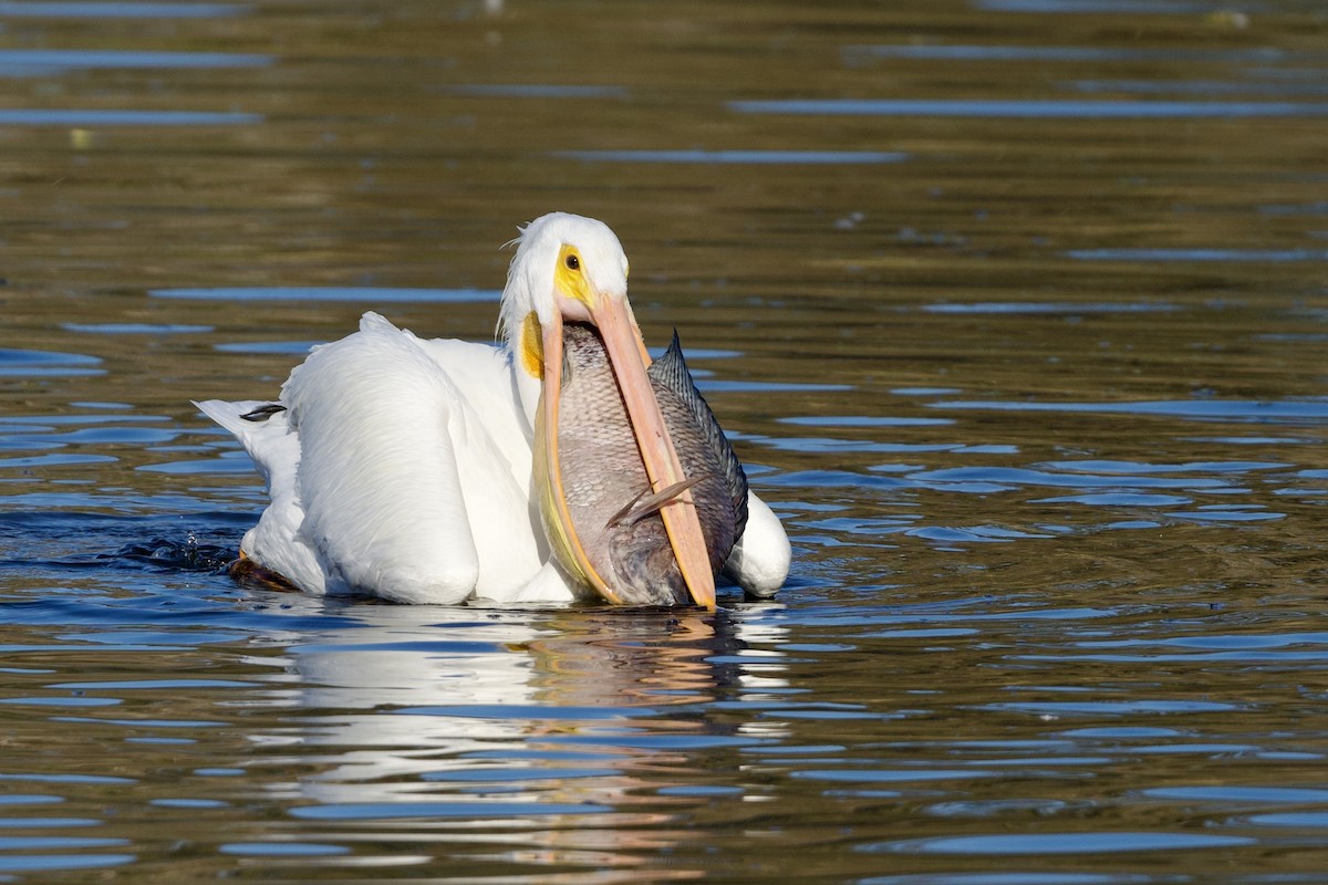 American White Pelican - ML646591044