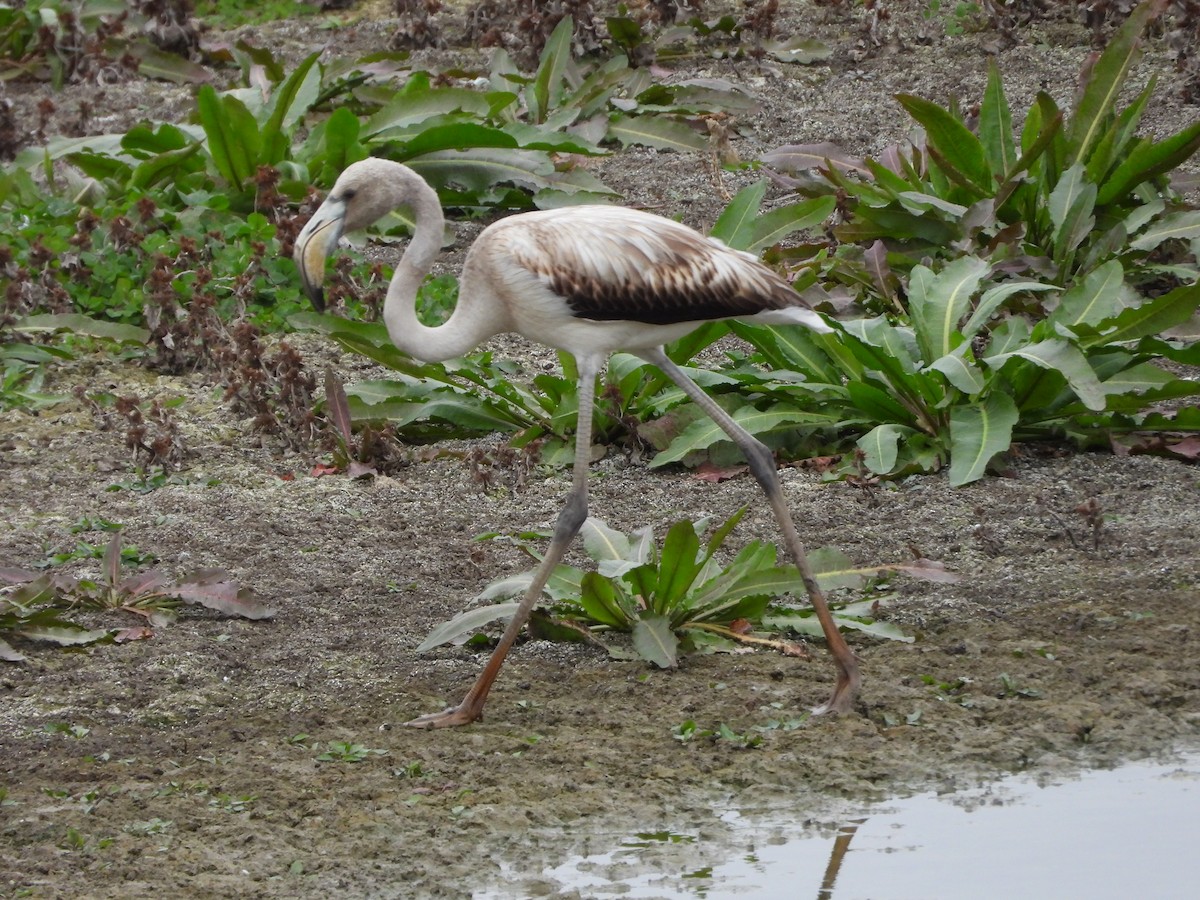 Greater Flamingo - ML646591048