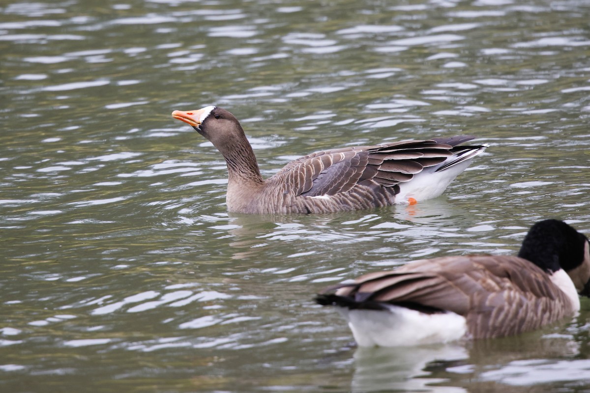 Greater White-fronted Goose - ML646591051