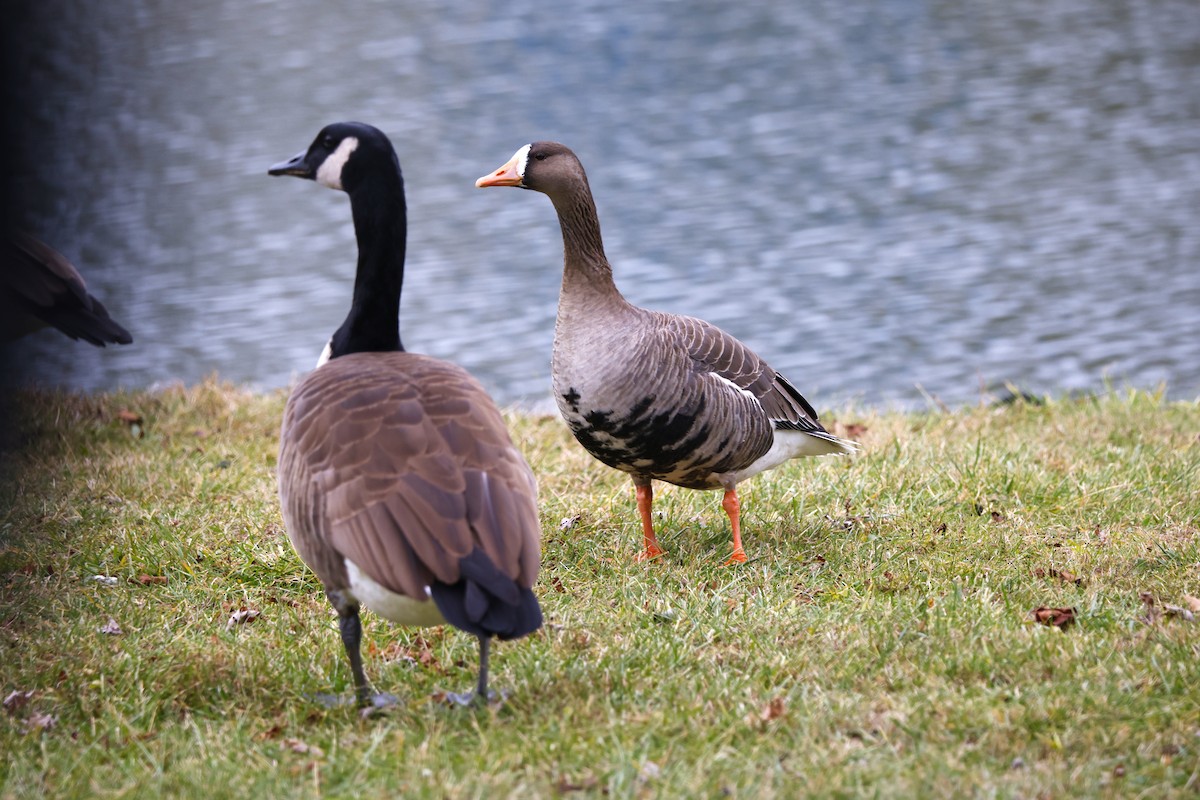 Greater White-fronted Goose - ML646591052
