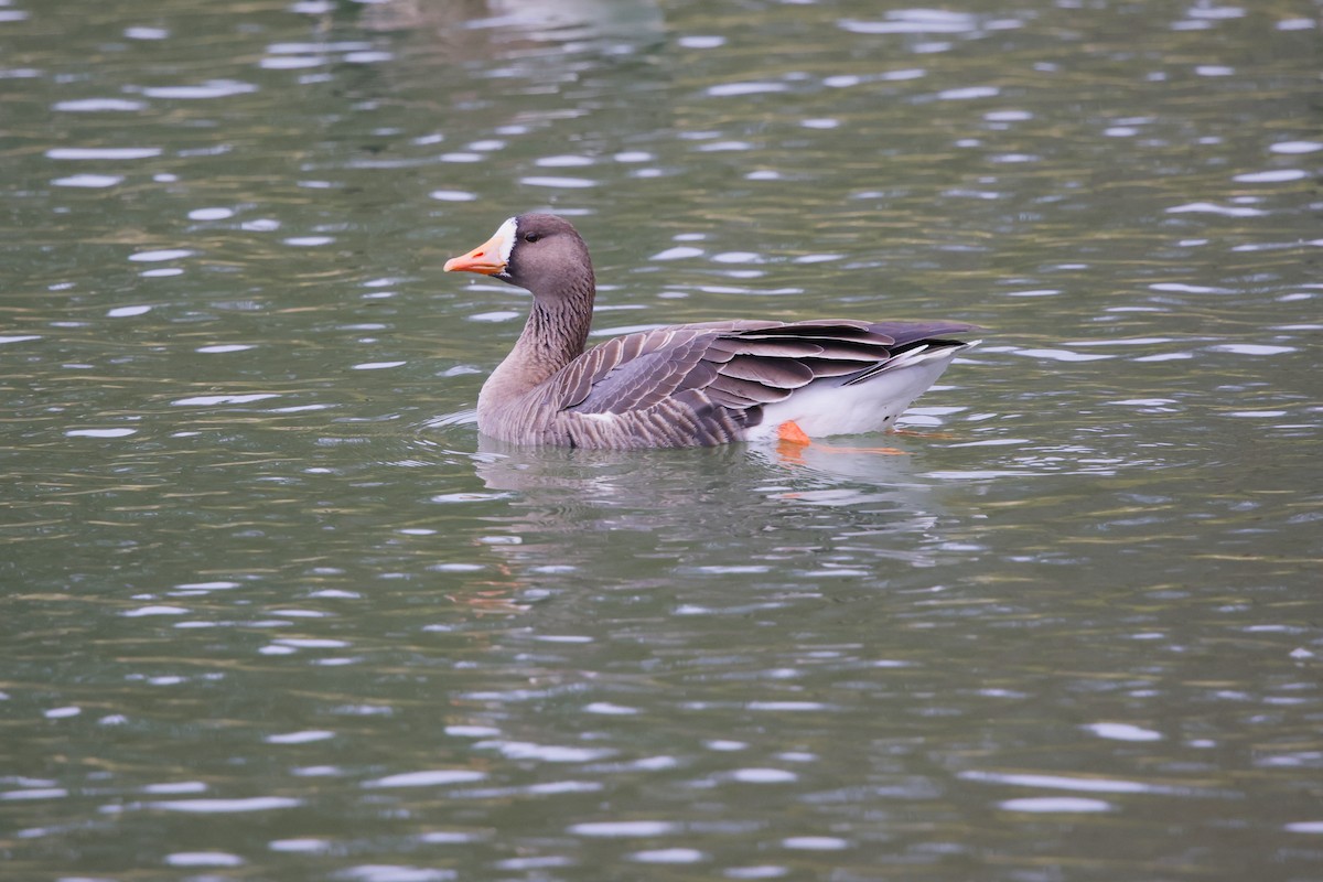 Greater White-fronted Goose - ML646591053