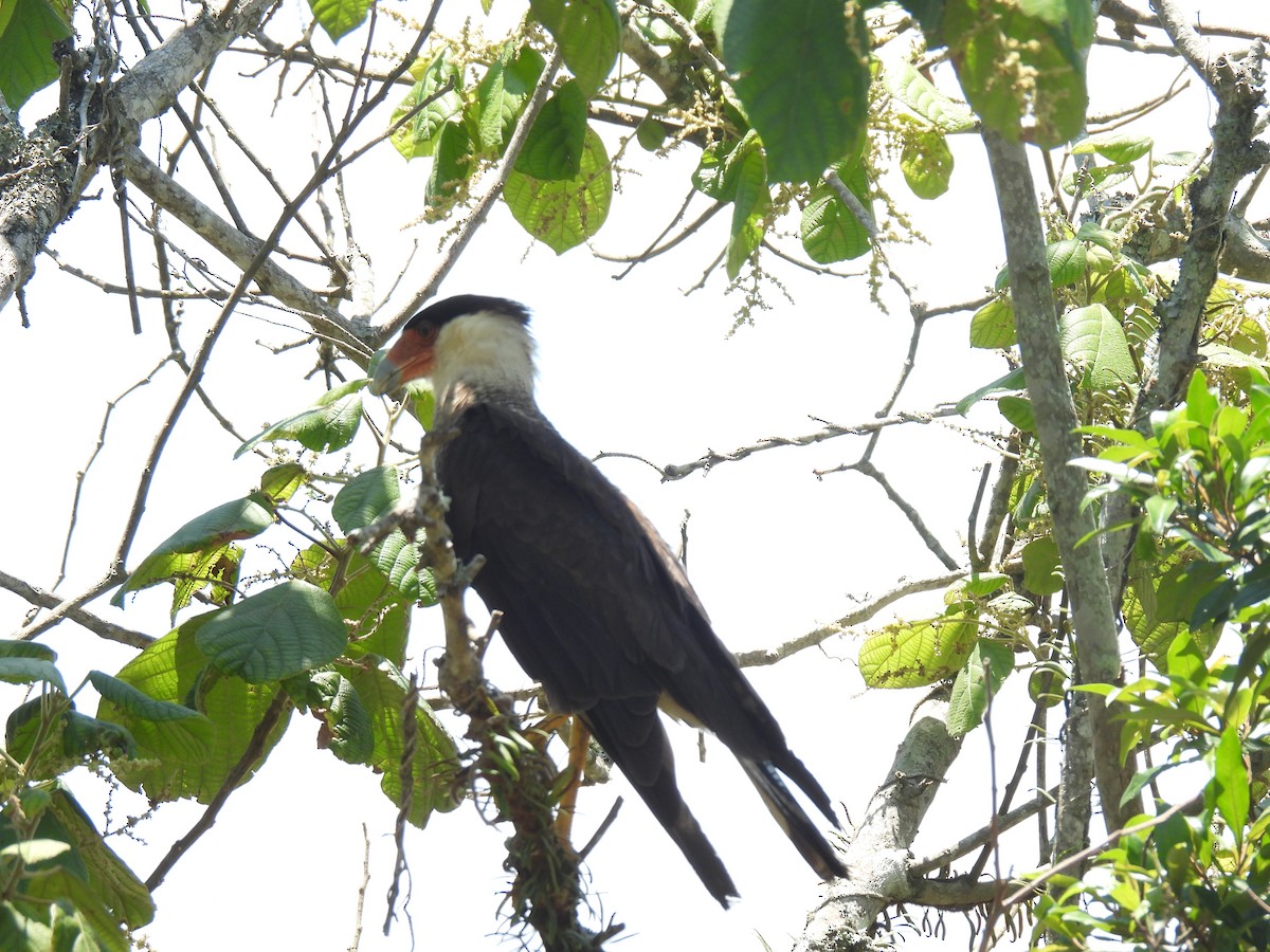 Crested Caracara - ML646591054