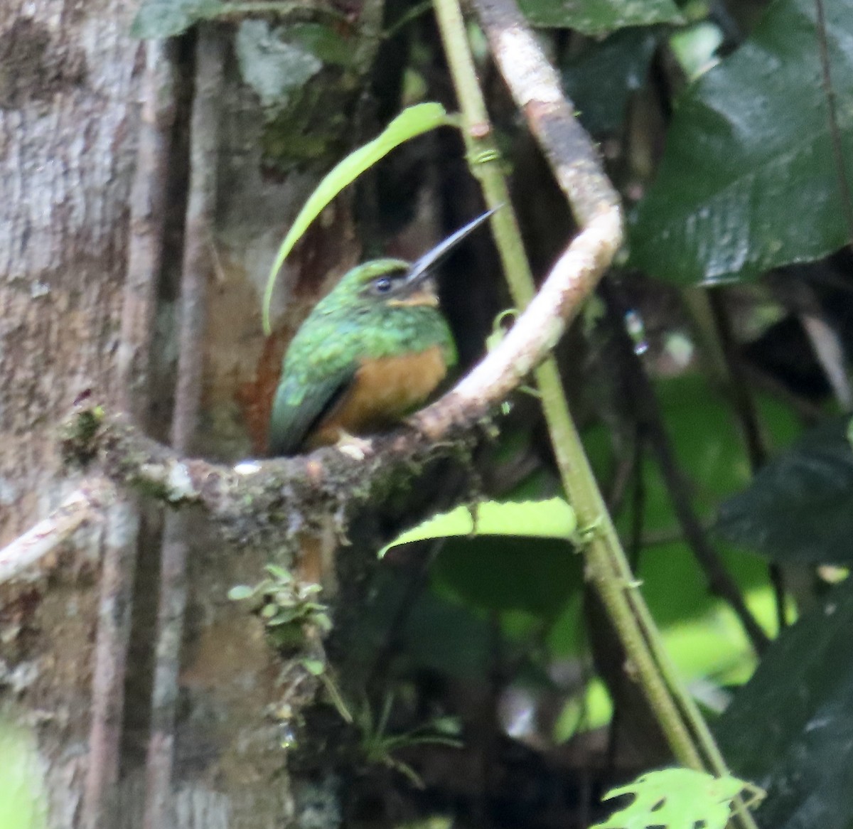 Rufous-tailed Jacamar - ML646591061