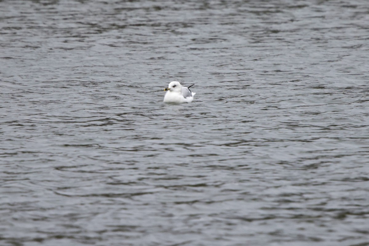 Ring-billed Gull - ML646591063