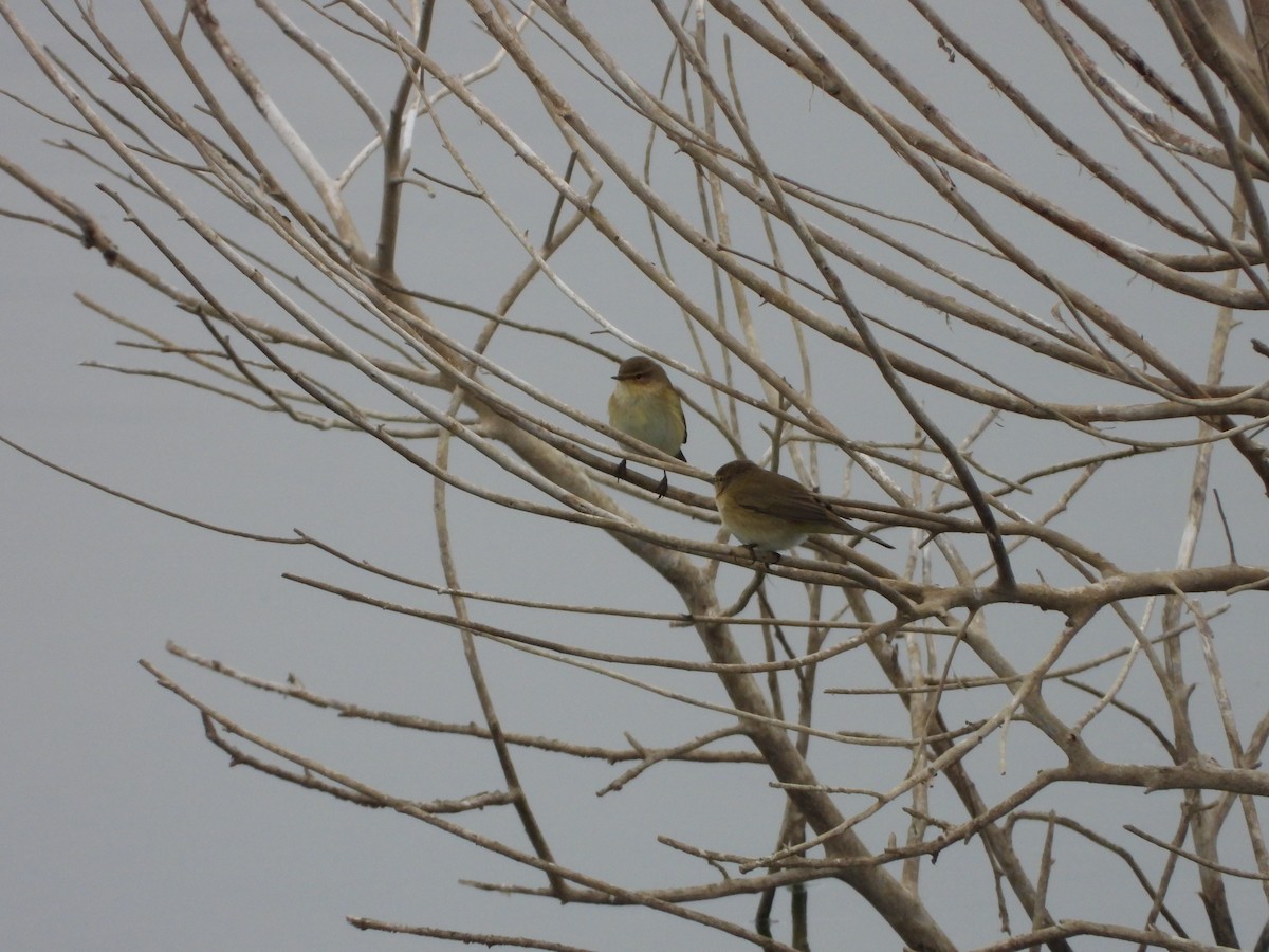 Common Chiffchaff - ML646591068