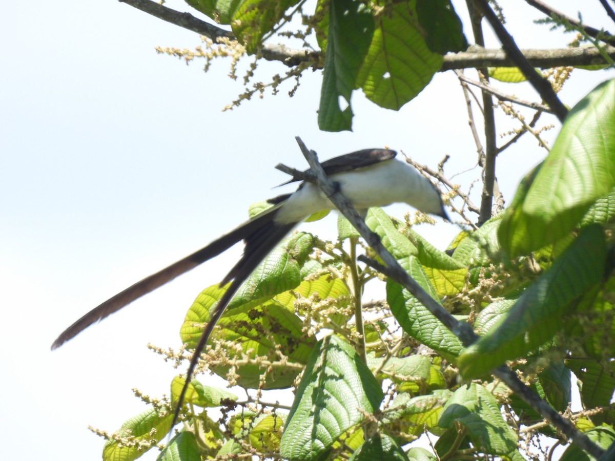 Fork-tailed Flycatcher (savana) - ML646591069