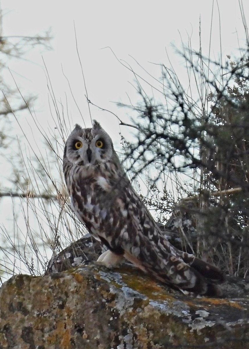 Short-eared Owl - ML646591072
