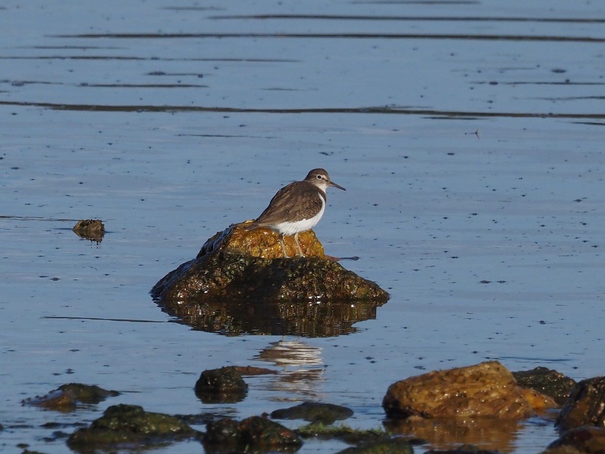Common Sandpiper - ML646591073