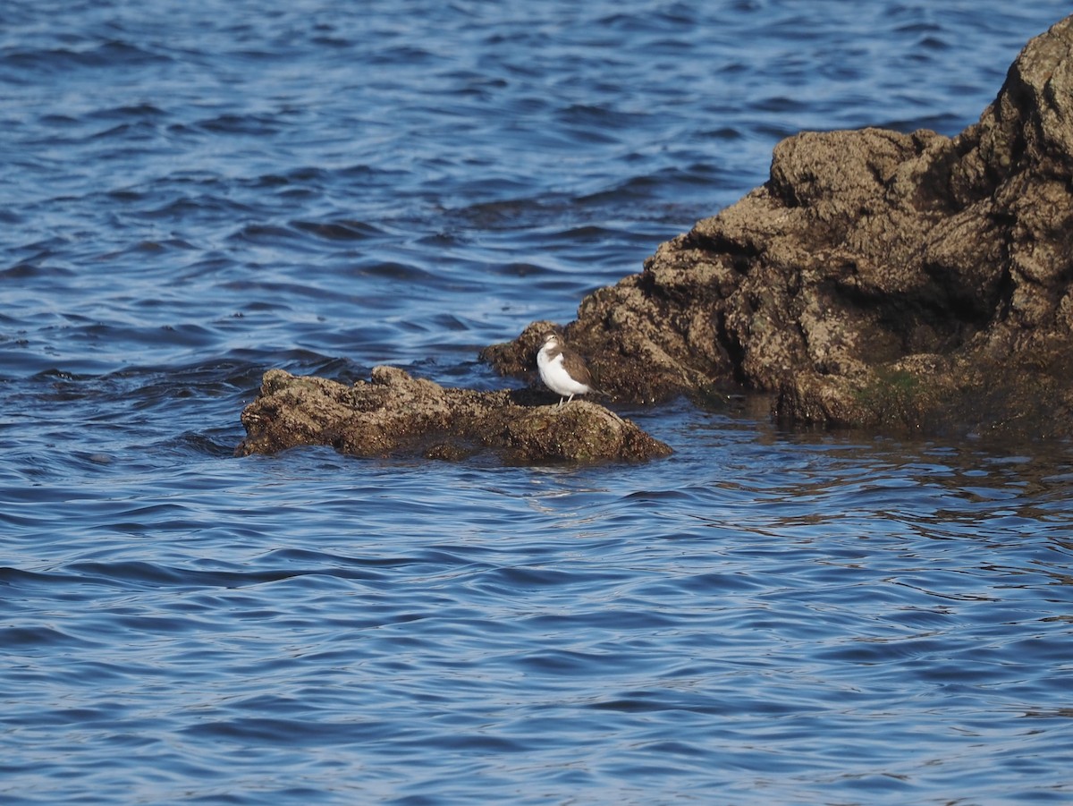 Common Sandpiper - ML646591074