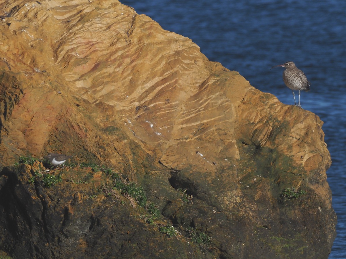 Common Sandpiper - ML646591075