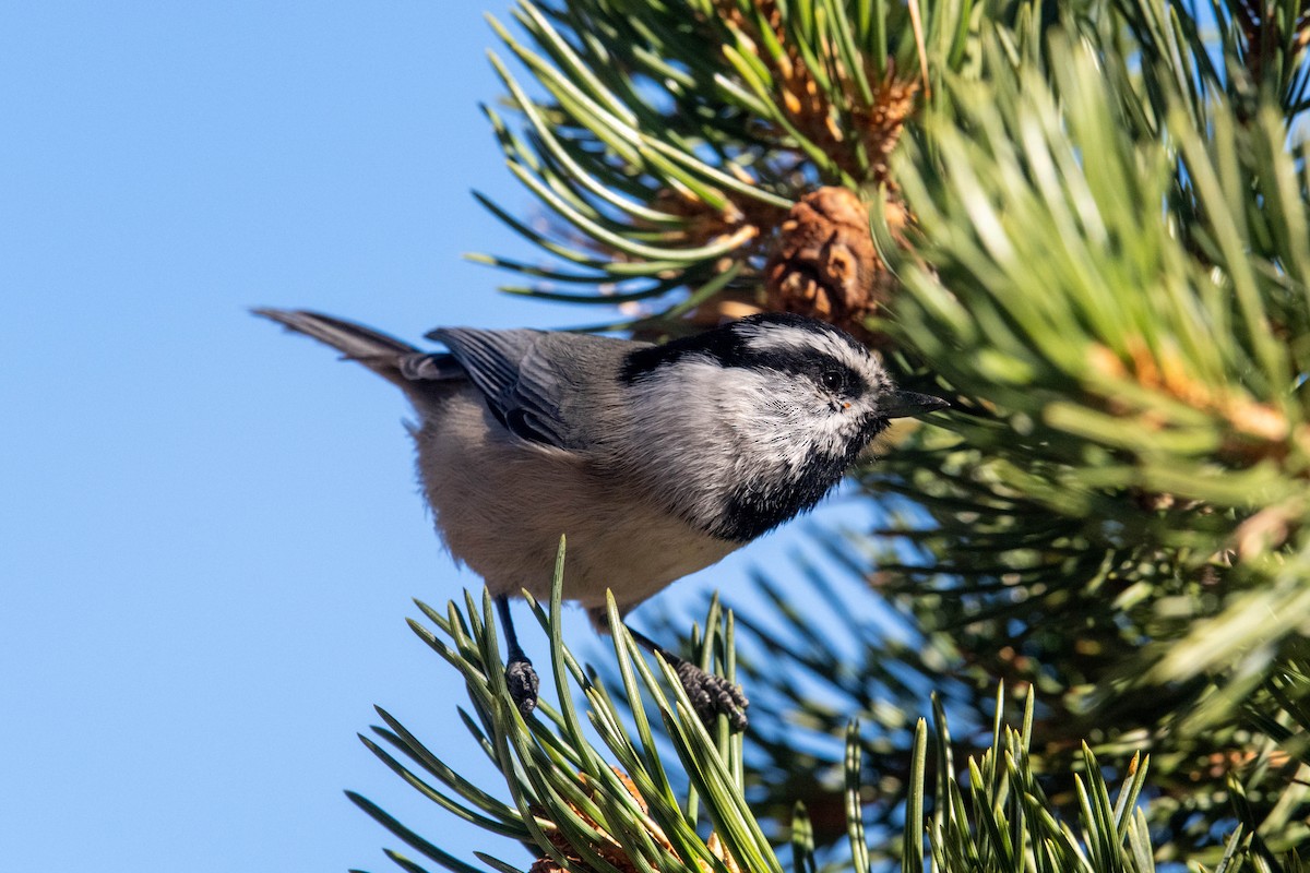 Gebirgsmeise - ML646591077