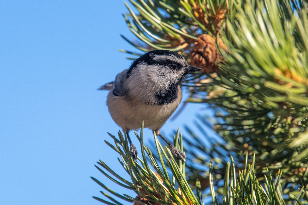 Gebirgsmeise - ML646591078