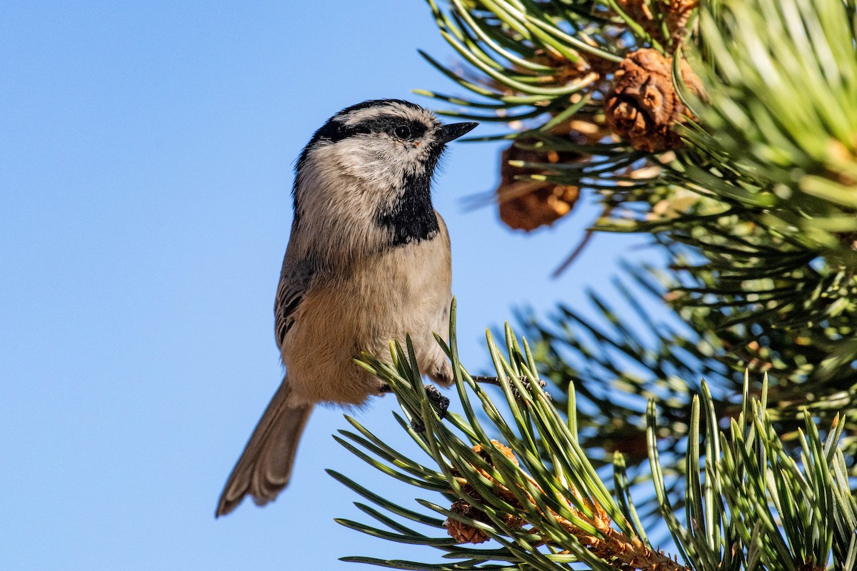 Gebirgsmeise - ML646591079