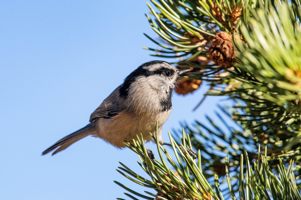 Gebirgsmeise - ML646591080