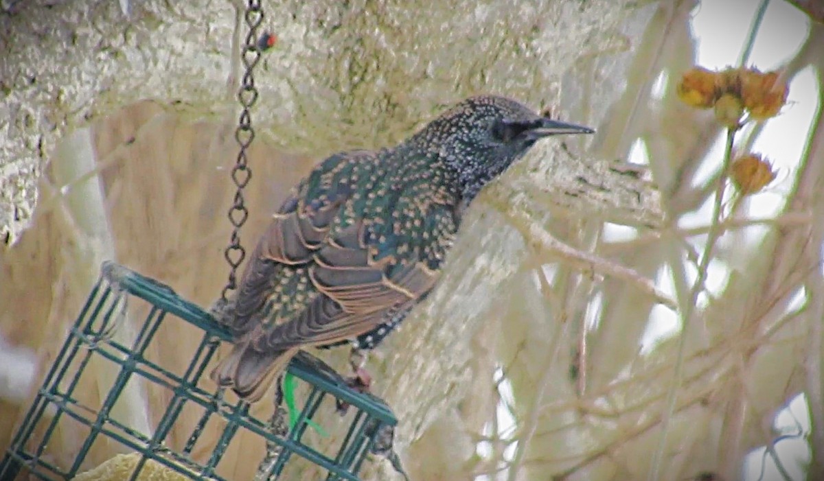 European Starling - ML646591081