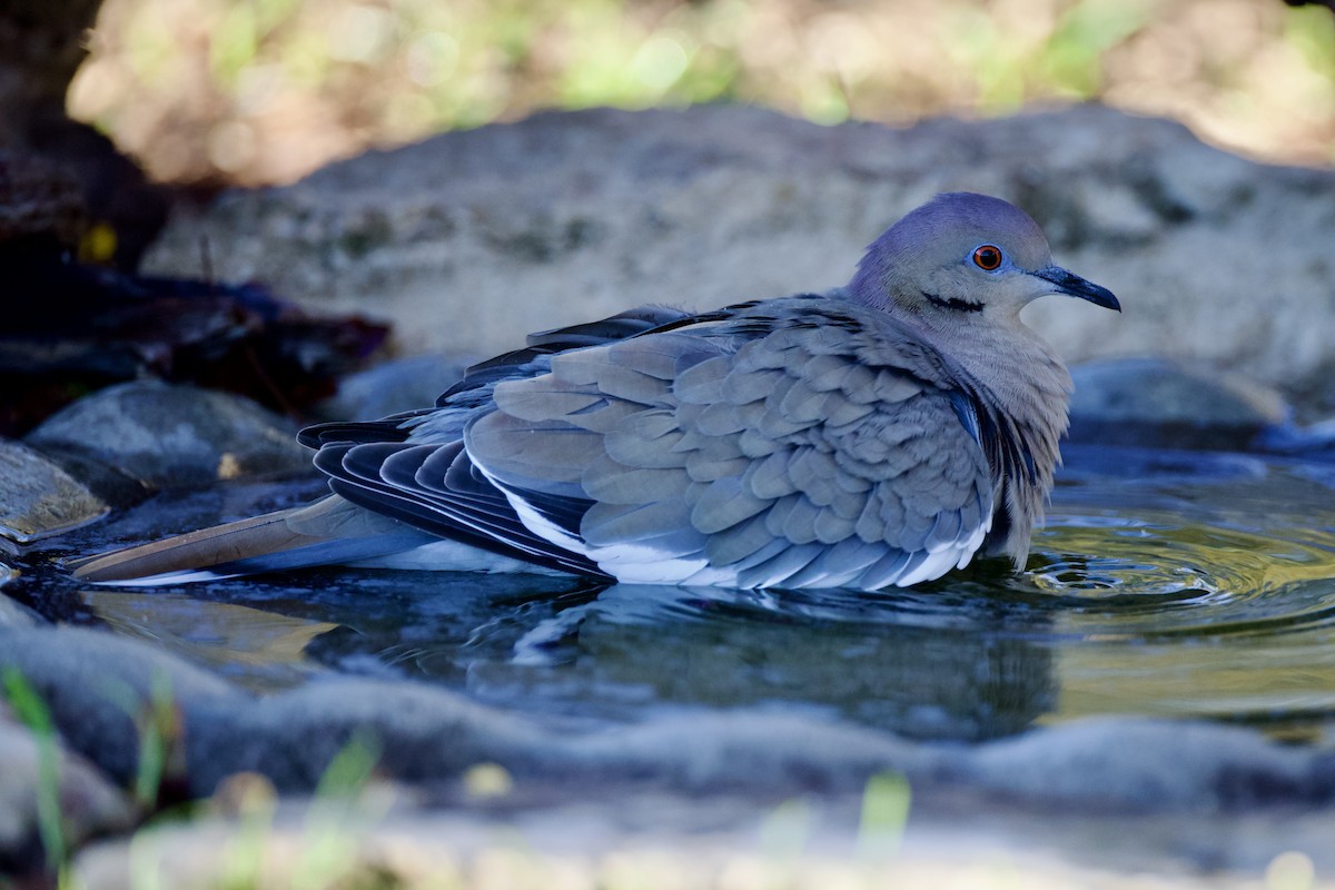 White-winged Dove - ML646591083