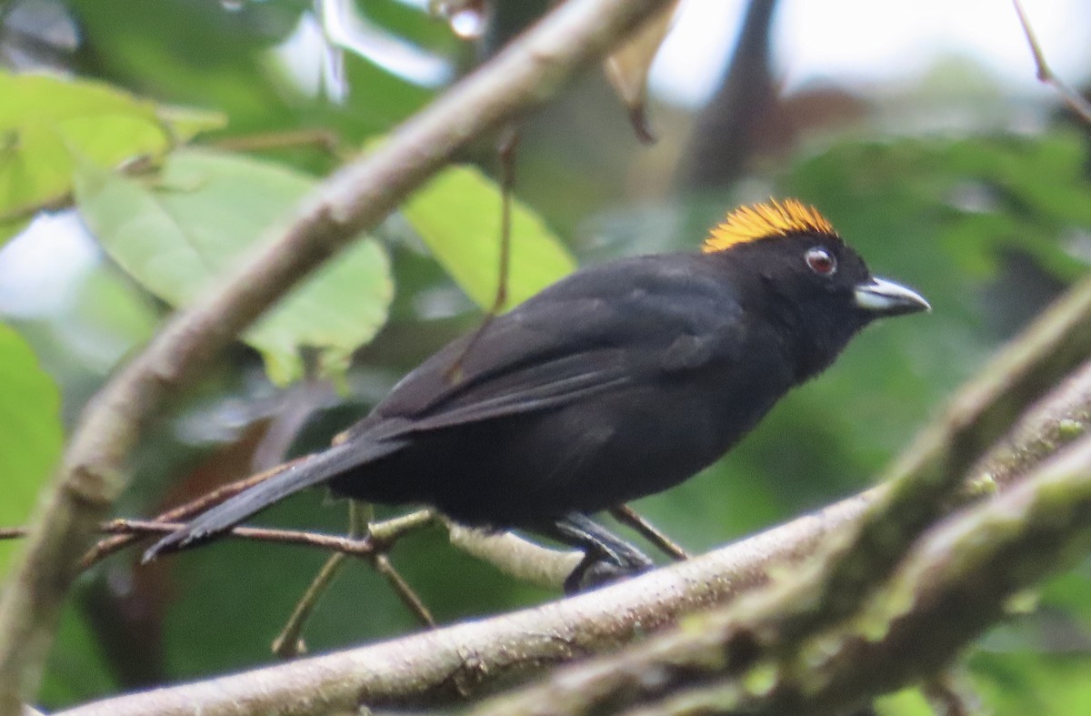 Tawny-crested Tanager - ML646591084