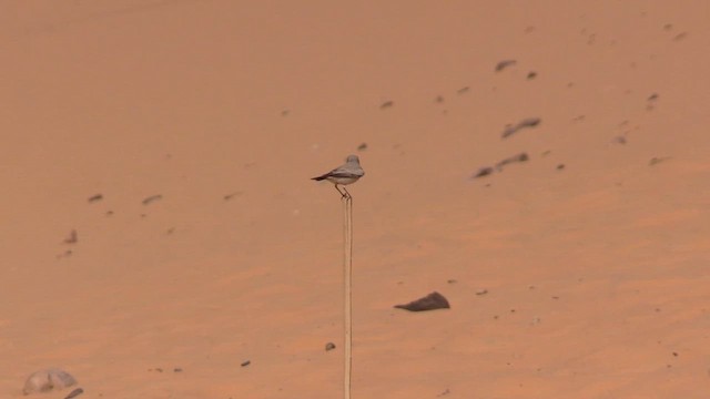 סלעית מדבר - ML646591085