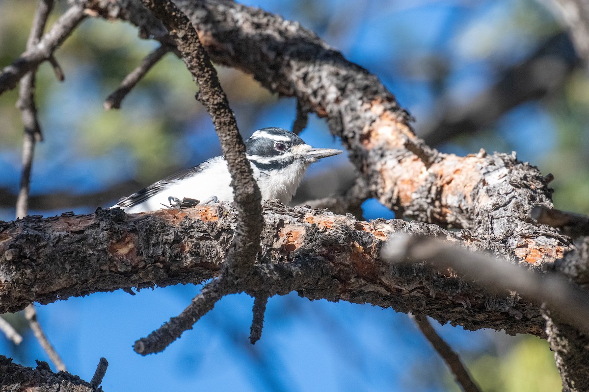 Downy Woodpecker - ML646591086