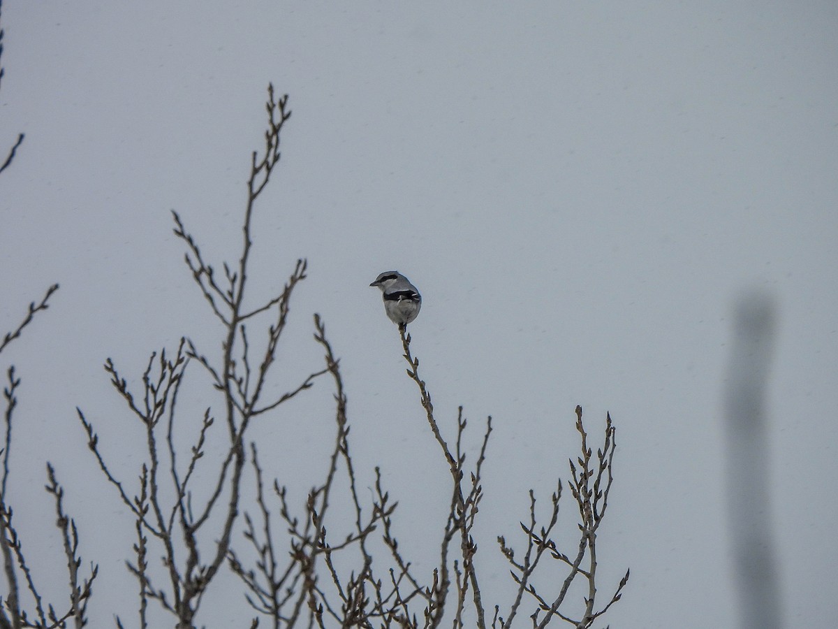 חנקן צפוני - ML646591089