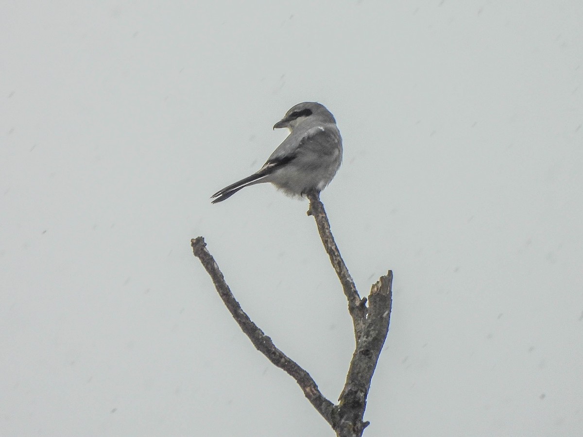 חנקן צפוני - ML646591093